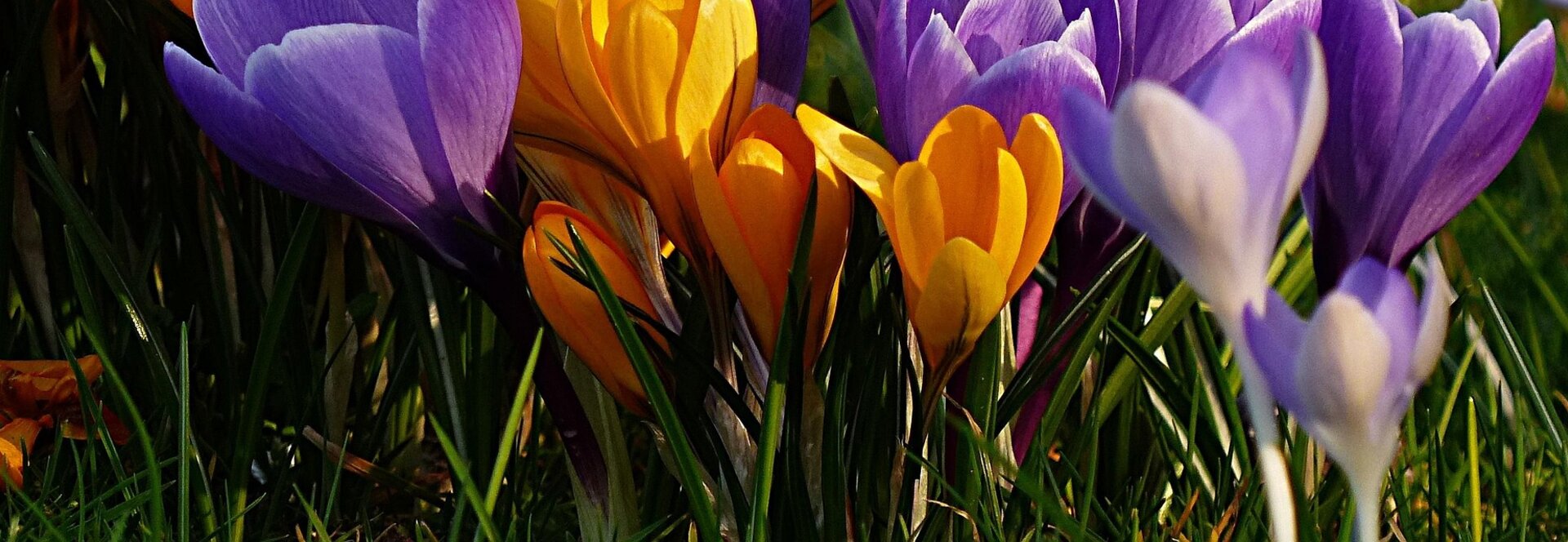 krokus
