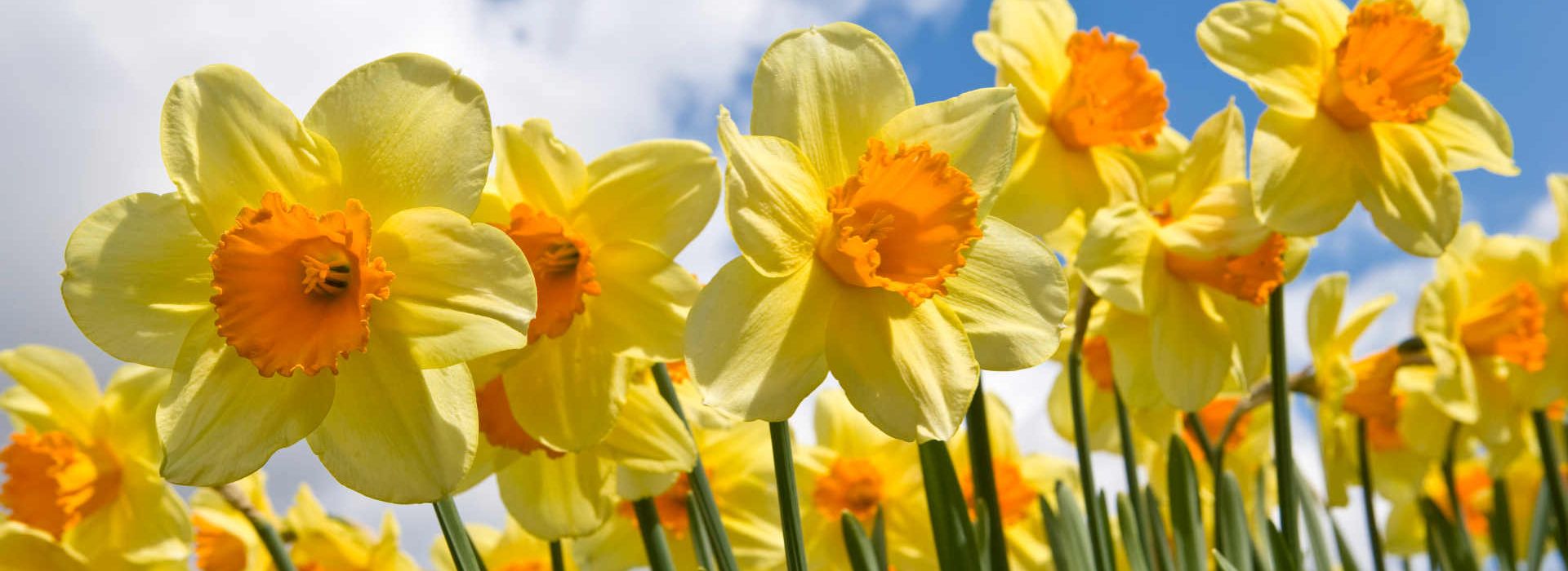 Narcis