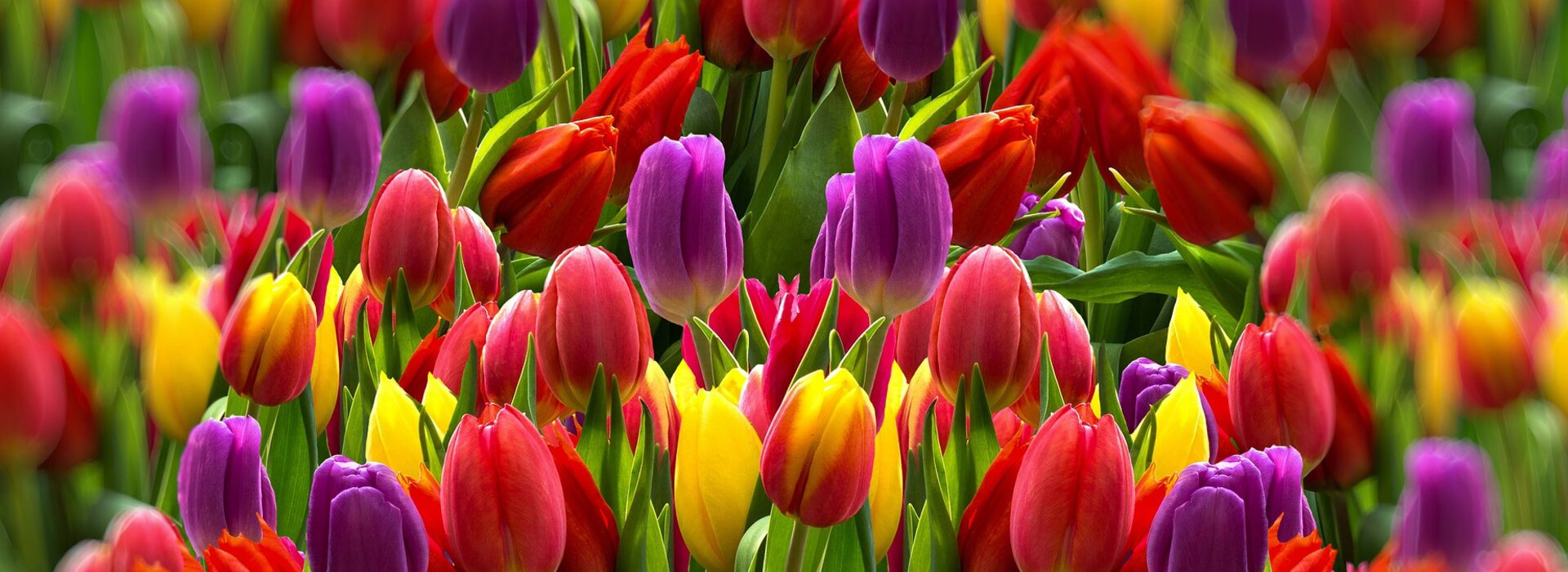 Tulpen
