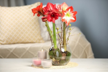 Amaryllis: dé blikvanger tijdens de feestdagen