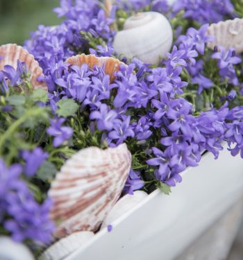 Campanula Ambella