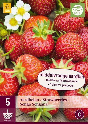 Aardbeienplanten senga sengana