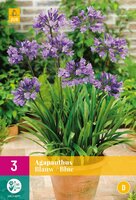 Agapanthus blauw - afbeelding 1