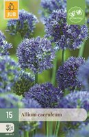 Allium caeruleum 15 bollen