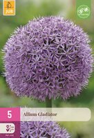 Allium gladiator 5 bollen