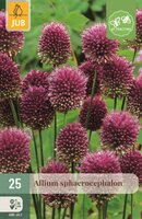 Allium sphaerocephalon 25 bollen