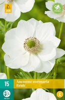 Anemone coronaria Bride - afbeelding 1