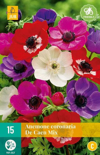 Anemone coronaria de Caen mix