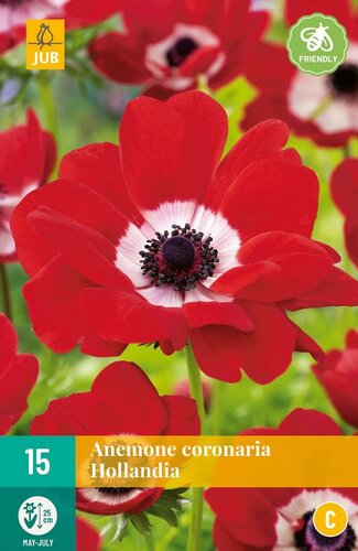 Anemoon coronaria Hollandia