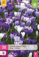 Crocus blauw & wit 30 bollen