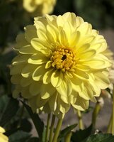 Dahlia gallery serenade® - afbeelding 2