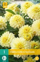 Dahlia gallery serenade® - afbeelding 1