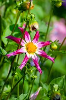 Dahlia Honka roze - afbeelding 2