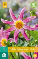 Dahlia Honka roze - afbeelding 1