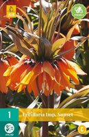 FRITILLARIA IMPERIALIS SUNSET