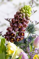 Fritillaria persica purple favorite 1 bol - afbeelding 2