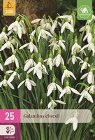 Galanthus elwesii 25 bollen