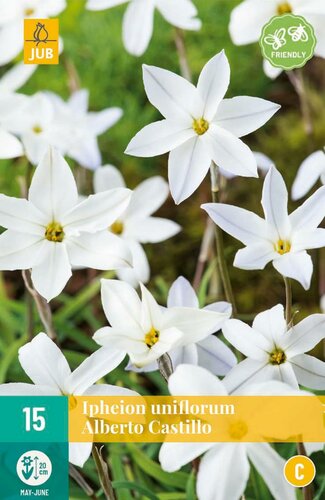 Ipheion uniflorum Albert Castillo 15 bollen