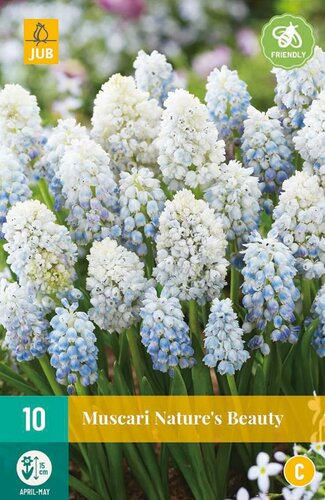 Muscari natures beauty 10 bollen