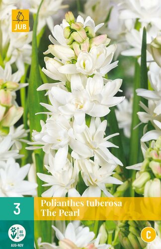 Polianthes tuberosa the pearl 3 knollen