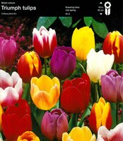 Prins 75 Tulpenbollen triumph