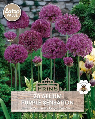 Prins Allium Purple Sensation 20 bollen - afbeelding 1