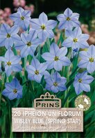 Prins Ipheion uniflorum wisley blue 20 bollen