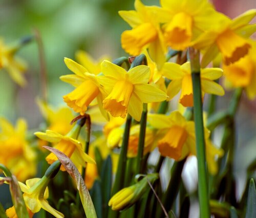 Prins narcis Tete a Tete 100 bollen - afbeelding 2