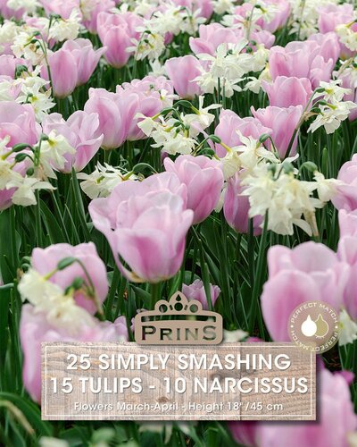 Prins tulp en narcis simply smashing 25 bollen