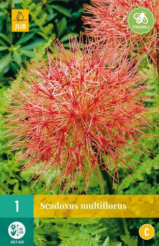 Scadoxus multiflorus