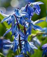 Scilla siberica 50 bollen - afbeelding 2