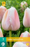 Tulp apricot pride 7 bollen