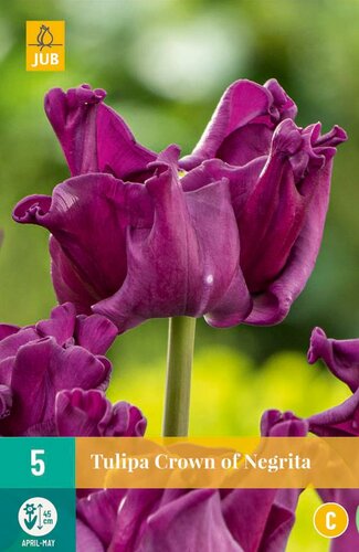 Tulp crown of negrita 5 bollen