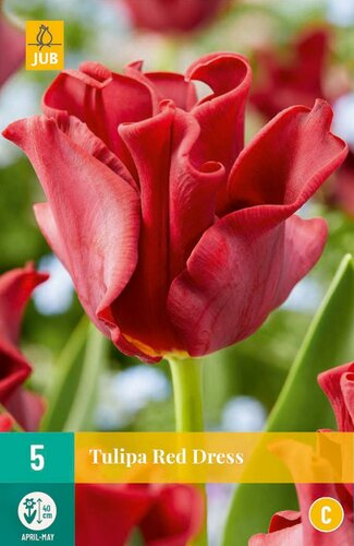 Tulp crown red dress 5 bollen