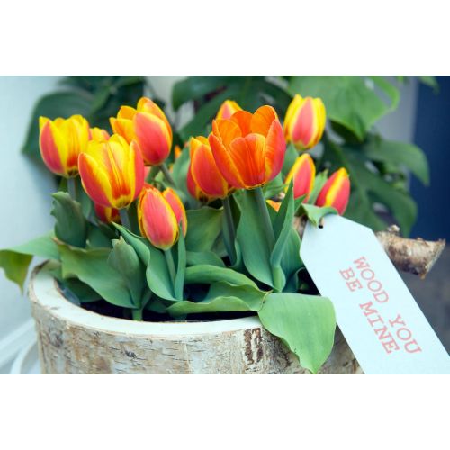 Tulp Flair 7 bollen - afbeelding 2