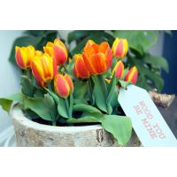 Tulp Flair 7 bollen - afbeelding 2