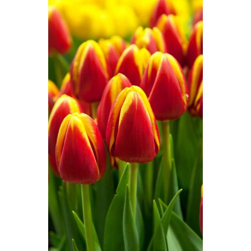 Tulp Flair 7 bollen - afbeelding 3