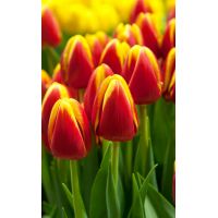 Tulp Flair 7 bollen - afbeelding 3