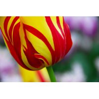 Tulp Helmar 7 bollen - afbeelding 2