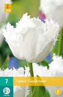 Tulp Noordeinde 7 bollen