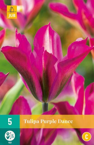 Tulp purple dance 5 bollen