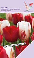 Tulp Strawberry & Cream 10 bollen
