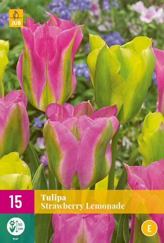 Tulp strawberry lemonade 15 bollen