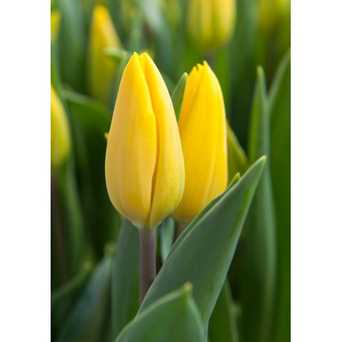 Tulp strong gold 10 bollen - afbeelding 2