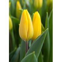 Tulp strong gold 10 bollen - afbeelding 2