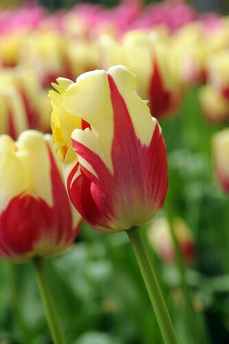 Tulp Texas flame 7 bollen - afbeelding 2