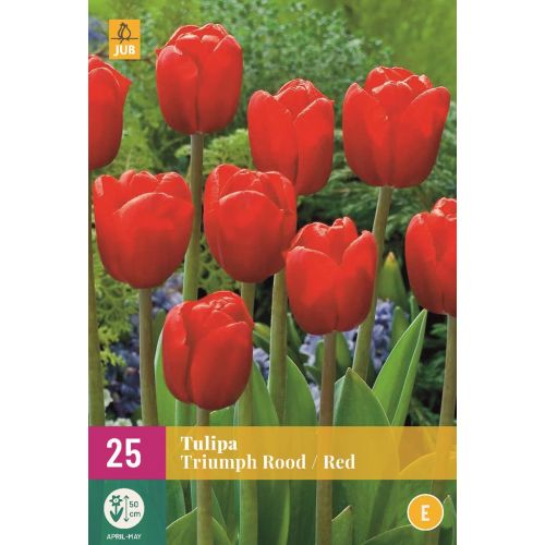 TRIUMPH TULIPA