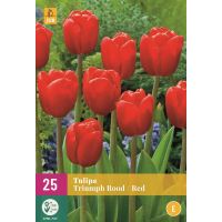 TRIUMPH TULIPA